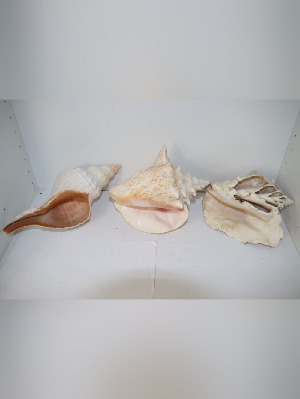 Natural Pink and Cream Sea Shell Decorative Set - Home Accents